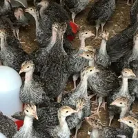 جوجه بوقلمون برنز و جوجه محلی اصیل کرچ شوواکسن خو|حیوانات مزرعه|آمل, |دیوار