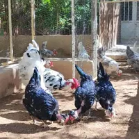 نژاد خاص گلین گردن لخت|حیوانات مزرعه|خمینی‌شهر, |دیوار