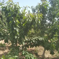 خرید و فروش باغ در روستای وردیج|فروش زمین و ملک کلنگی|تهران, شهرک شهید باقری|دیوار