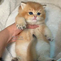 شهر گربه اشرافی بازدید حضوری(بریتیش پرشین اسکاتیش)|گربه|رشت, گلسار|دیوار