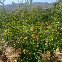 فروش باغ۱۰۰۰متری سیاخ دارنگون وباغ ۱۵۰۰متری
