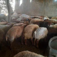 گوسفند زنده شهرداری اسلامشهر وتمام نقاط تهران|حیوانات مزرعه|اسلام‌شهر, |دیوار