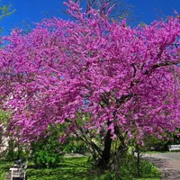 نهال ارغوان|گل و گیاه طبیعی|اصفهان, ارداجی|دیوار