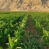 کارگرآبیار ماهر