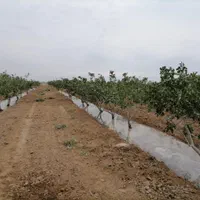 فروش ۲ هکتار باغ پسته 10 ساله در نیشابور|فروش دفتر صنعتی، کشاورزی، تجاری|تهران, کن|دیوار