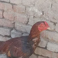 خروس لاری ۱ساله|اسکان اضطراری|خوی, |دیوار
