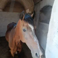 فروش اسب