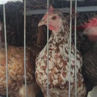 حراج حراج حراج مرغ خوروس گلیین محلی برماه