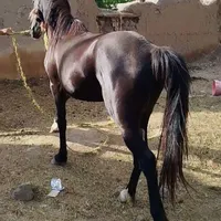 سلام دوستان این اسب گم شده|حیوانات|خوی, |دیوار