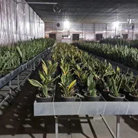 گیاه و گل  اپارتمانی وباغچه ای.. عمده و تک|گل و گیاه طبیعی|تهران, یافت آباد جنوبی|دیوار