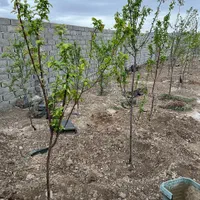 زمین ۳۸۰ متری سند دار|فروش زمین و ملک کلنگی|تهران, تهرانسر شرقی|دیوار