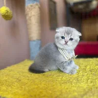 گربه ها بهترین بهترین همدم های خانگی|گربه|اصفهان, احمدآباد|دیوار