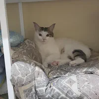 گربه گمشده مسکن 2 تومن مژدگانی