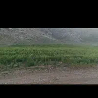 اجاره ۱۳۰ هکتار زمین کشاورزی کشت گندم و جو|اجارهٔ دفتر صنعتی، کشاورزی، تجاری|تهران, صادقیه|دیوار