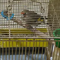سهره|پرنده|شیراز, کوی طلاب|دیوار