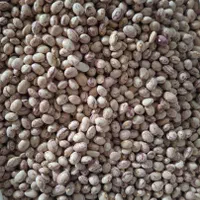مرکز پخش عمده حبوبات اصفهان|خوردنی و آشامیدنی|اصفهان, غدیر|دیوار