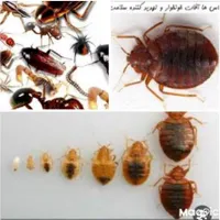 سمپاشی و سم پاشی تخصصی ساس