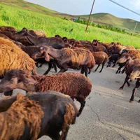فروش گوسفند زنده شهرری کیانشهر آزادگان باقصاب|حیوانات مزرعه|تهران, مشیریه|دیوار