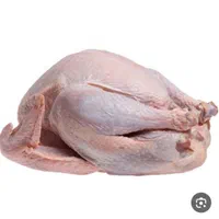بوقلمون ولاشه بوقلون