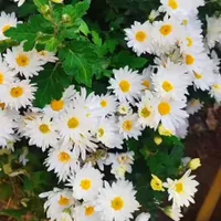 (گمشده)شتیل و پیاز انواع گل و گیاه|اشیا|ارومیه, |دیوار