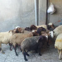 برهنر برای کشتار و میش و شیشک و بز|حیوانات مزرعه|بروجرد, |دیوار