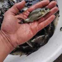 فروش انواع بچه ماهیان گرمابی 