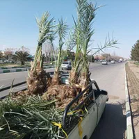 فروش نخل خرما