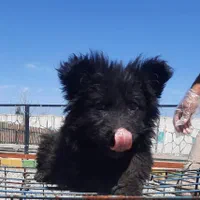 پرورش ژرمن- رتوایلر -دوبرمن و کنکورسو ۶۰ روزه|سگ|اهواز, کیانپارس |دیوار