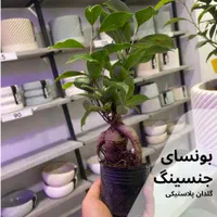 فروش ویژه بونسای جنسینگ