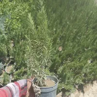 رزماری ولاواندر|گل و گیاه طبیعی|کرج, ملک‌آباد|دیوار