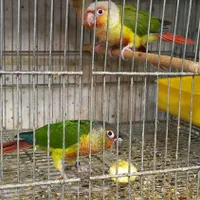 طوطی گرینچیک یا گیرینچیک|پرنده|اصفهان, ملاصدرا|دیوار
