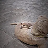 گمشده