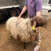 کف  قیمت  این ماه مبارک تا اخر ماه به قیمت خرید