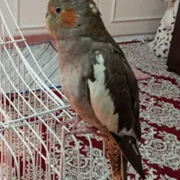 گمشده (عروس هلندی)
