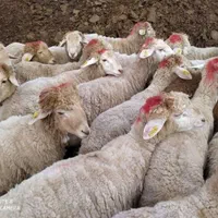 گوسفند زنده بهداشتی از وزن 35کیلوبه بالا باقصاب|حیوانات مزرعه|قدس, |دیوار