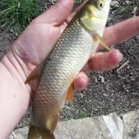 بچه ماهی کپور و امور و آزاد و کوی|ماهی|تهران, جنتآباد شمالی|دیوار