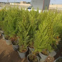 لاوسن|گل و گیاه طبیعی|کرج, ملک‌آباد|دیوار