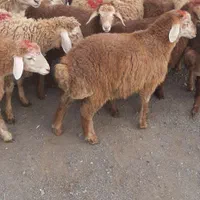 گوسفند زنده مغان وافشار باقصاب درگلشهر وکرج|حیوانات مزرعه|کرج, گلشهر|دیوار