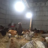 فروش جوجه های گلپایگانی اصلاح نژاده شده درجه ۱