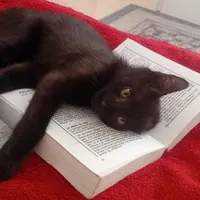 مژدگونی،گم شده گربه