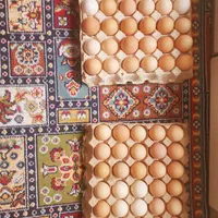 تخم مرغ استرالوپ و پلیموت‌راک