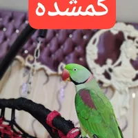 شاه طوطی