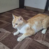 واگذاری گربه