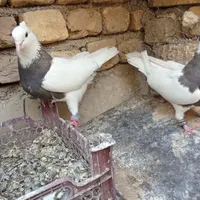 طوقی کرمانشاهی معاوضه قناری عروس هلندی|پرنده|اصفهان, خانه اصفهان|دیوار
