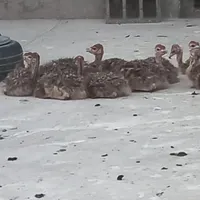 جوجه شتر مرغ یک هفتهای