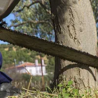 خرید چوب و برش حرفه‌ای درختان