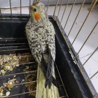 عروس هلندی دستی دو ماهه
