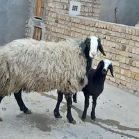 مجـموعه شال ژَن ارسال  گوسفند suoee بره های چندقل|حراج|فردوس (خراسان), |دیوار