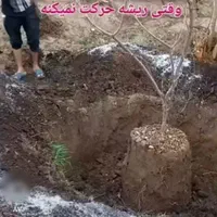 باغبانی.هرس اصولی.داربست. اره برقی. متن رابخانید|خدمات باغبانی و درختکاری|کرمان, |دیوار