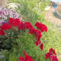 کلنگی قابل سکونت مصلی|فروش زمین و ملک کلنگی|اصفهان, تخت فولاد|دیوار